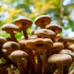 Magic Mushroom Spores